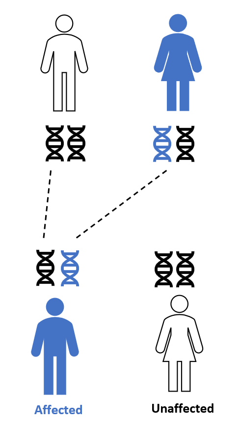 A diagram showing inheritance of a dominant genetic trait. Gene pairs of affected parent and unaffected parent are represented below each figure. Gene pairs of affected and unaffected children are represented above each figure.
