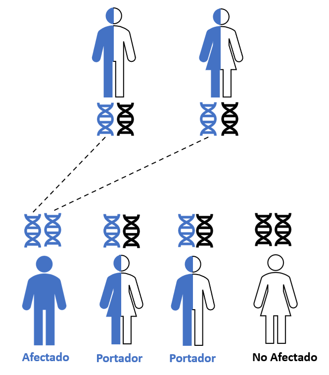 Una figura que muestra la herencia de un rasgo genético recesivo, con individuos afectados, portadores y no afectados. Los pares de genes de los padres portadores (no afectados) están representados debajo de cada figura y los pares de genes de cada hijo se muestran encima de cada figura.