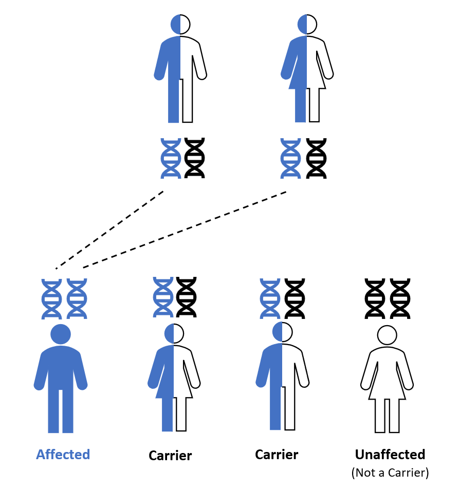 A diagram showing inheritance of a recessive genetic trait, with affected, carrier, and unaffected individuals. Gene pairs of unaffected, carrier parents are represented below each figure and gene pairs of individual children are represented above each figure.